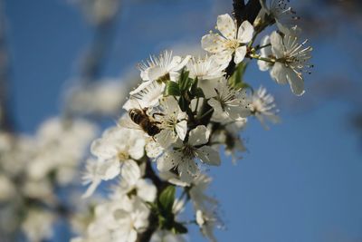 Close-up of white flowers on branch with bees