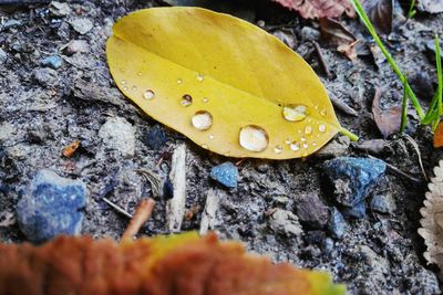 Close-up of leaves in water