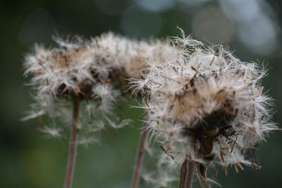 Close-up of dandelion flower