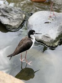 Close-up of bird perching on rock