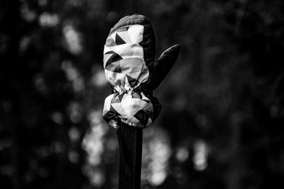 Close-up of white flower on land