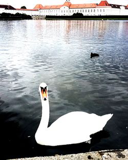 Swans swimming on lake