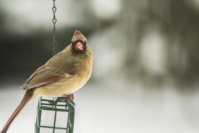 Close-up side view of a bird against blurred background