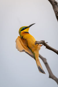 Low angle view of bird perching on branch