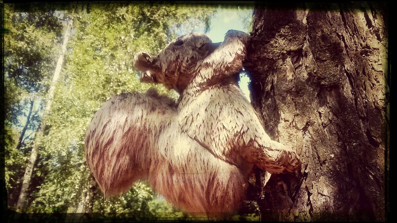 animal themes, mammal, tree, wildlife, one animal, animals in the wild, two animals, transfer print, domestic animals, low angle view, sitting, nature, togetherness, auto post production filter, day, monkey, outdoors, tree trunk, zoo, herbivorous