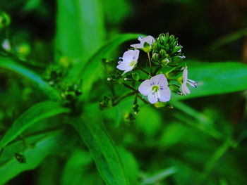 Close-up of flowers blooming outdoors