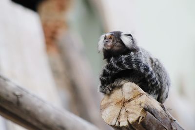 Close-up of a monkey 