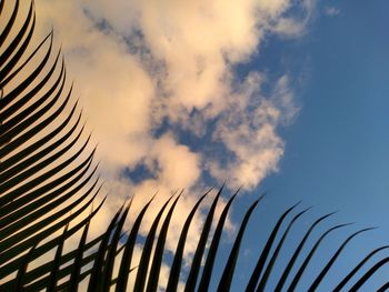 Low angle view of plants against sky