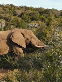 View of an animal on field