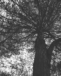 Low angle view of bare trees against sky