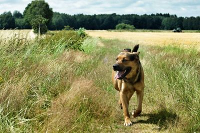 Dog standing on grassy field