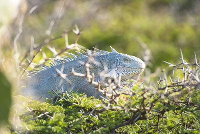 Close-up of iguana