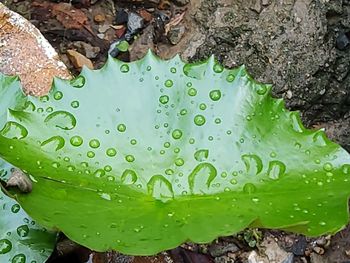 High angle view of raindrops on leaf