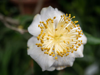 Close-up of white yellow flower