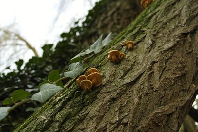 Close-up of caterpillar on tree trunk