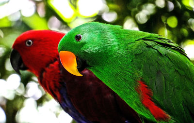 Close-up of parrot perching on tree