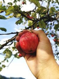 Close-up of hand holding apple