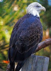 Close-up of bald eagle perching on wood