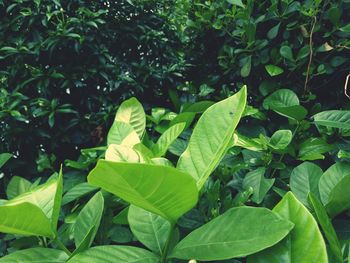 High angle view of fresh green leaves on field