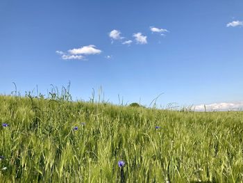 sky