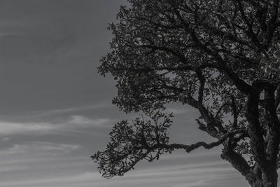 Low angle view of silhouette tree against sky