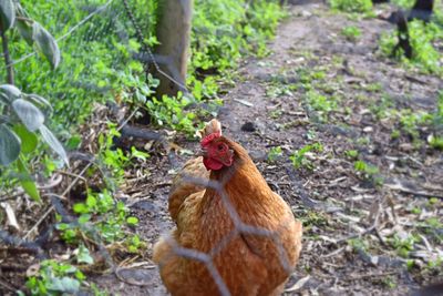 Close-up of chicken in pen