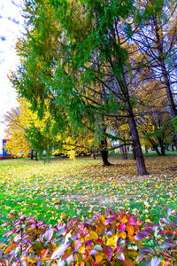 Trees in park during autumn