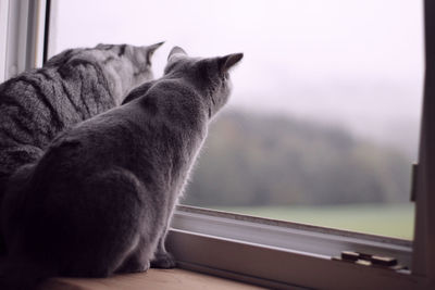 Close-up of a cat looking through window