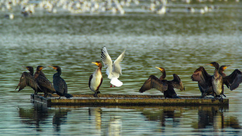Group of birds in lake