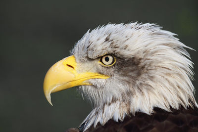 Close-up of eagle