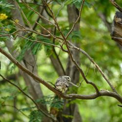 Bird perching on a tree