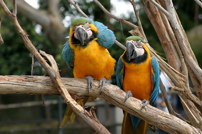 Close-up of parrot perching on tree