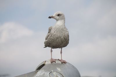 Seagull perching on railing