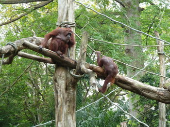 Monkey sitting on tree in forest