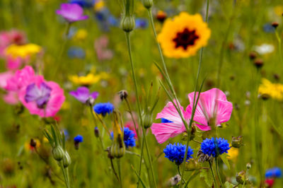 Close-up of purple flowers blooming in field