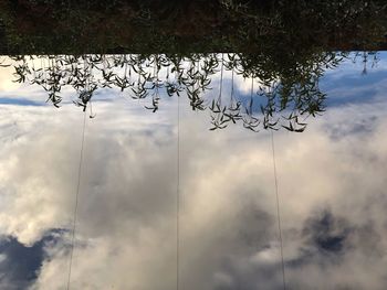 Low angle view of tree against sky