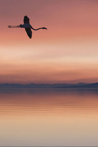 Birds flying in cloudless bright sundown sunset sky over beautiful empty lake