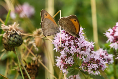 Close-up of butterfly pollinating on flower