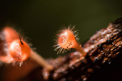 Close-up of orange flowering plant