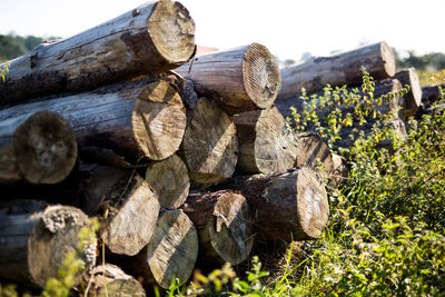 Stack of logs on field in forest