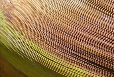 Full frame shot of palm leaf