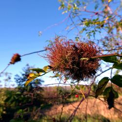 Low angle view of flowering plant against clear sky