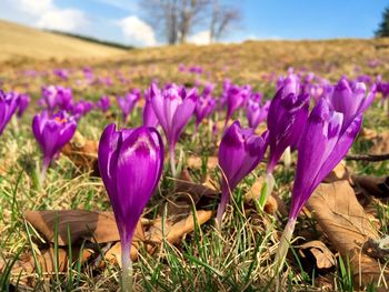 Close-up of purple crocus flowers growing in field