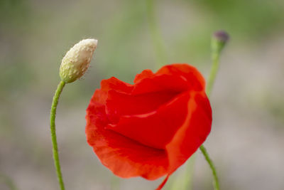 Close-up of red rose