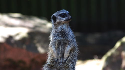 Close-up of meerkat outdoors