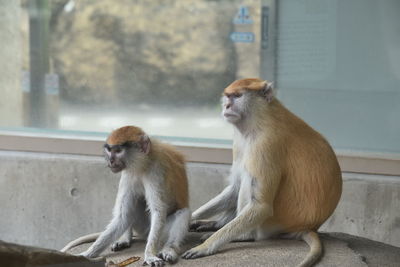 Portrait of a monkey looking away