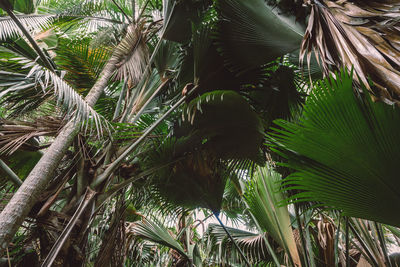 Low angle view of palm trees in forest