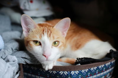 Close-up portrait of cat