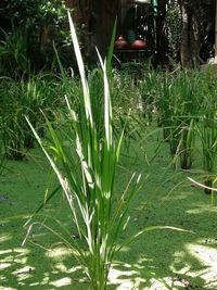 Close-up of grass growing on field