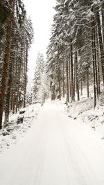 Trees growing on snowy field